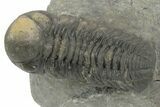 Detailed Austerops Trilobite - Ofaten, Morocco #243878-2